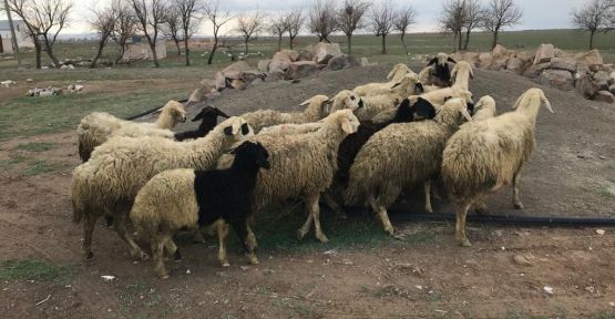 19 koyunu çalan şahıslar yakalandı