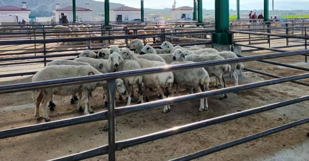 Bor hayvan pazarı faaliyete geçti
