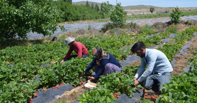 NİĞDE’DE ÇİLEK ÜRETİMİ YAYGINLAŞIYOR