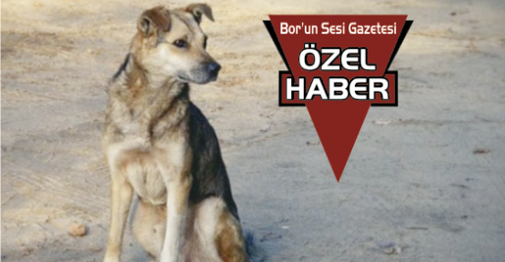 Bor'da Sokak Köpekleri Tehlike Saçıyor
