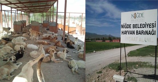 Coronavirüsüne Karşı Hayvan Barınağı Ziyaretlere Kapatıldı