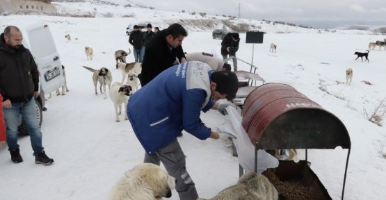 Hayvan Dostu Belediye