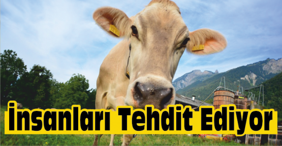 Hayvan Hastalıkları, İnsan Sağlığını da Tehdit Ediyor