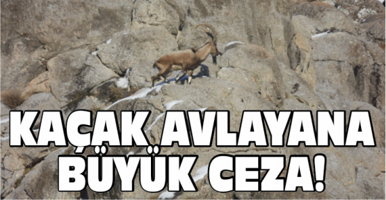 Kaçak Yaban Keçisi Avlayanlara 13 Bin Lira Ceza