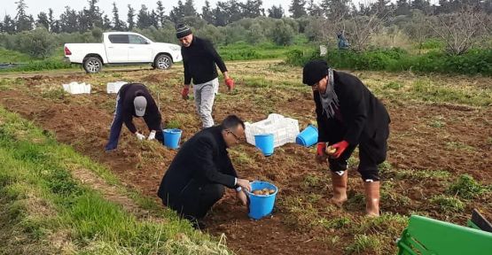 Kıbrısta Yerli Ve Milli Hasat Yapıldı