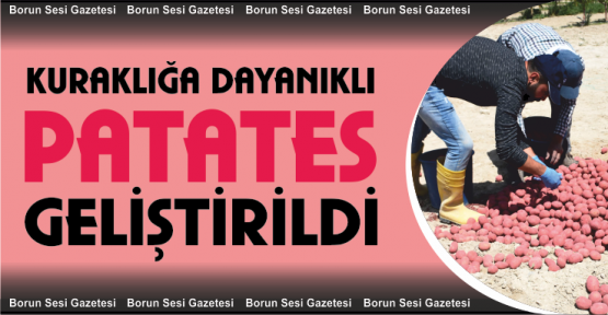 Kuraklığa Dayanıklı Patates Çeşidi Geliştirildi