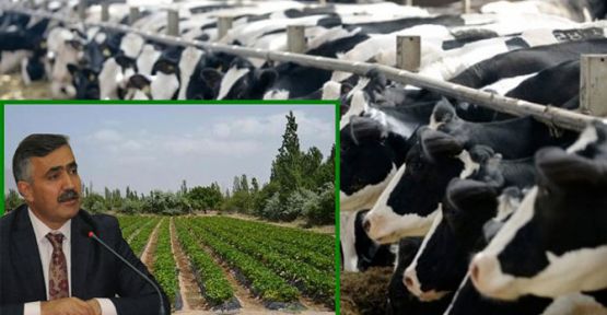 Niğde’ye Damızlık Düve Desteği Geldi
