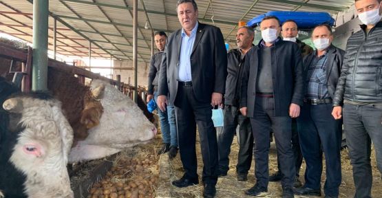Patates sonunda hayvan yemi oldu