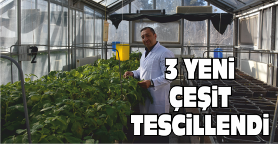 Üç Yerli Patates Daha Tescillendi